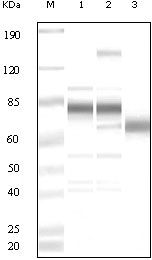 KSHV ORF8 Polyclonal Antibody