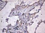 KYNU Antibody in Immunohistochemistry (Paraffin) (IHC (P))