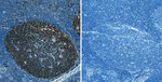 Ki-67 Antibody in Immunohistochemistry (Paraffin) (IHC (P))