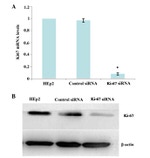 Ki-67 Antibody in Western Blot (WB)