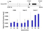 Ki-67 Antibody in ChIP Assay (ChIP)