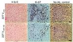 Ki67 Antibody in Immunohistochemistry (Paraffin) (IHC (P))