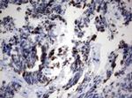 Ki67 Antibody in Immunohistochemistry (Paraffin) (IHC (P))