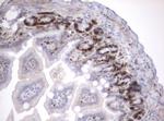 Ki67 Antibody in Immunohistochemistry (Paraffin) (IHC (P))