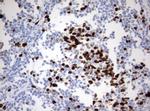 Ki67 Antibody in Immunohistochemistry (Paraffin) (IHC (P))