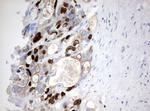 Ki67 Antibody in Immunohistochemistry (Paraffin) (IHC (P))