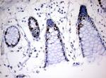 Ki67 Antibody in Immunohistochemistry (Paraffin) (IHC (P))