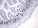 Ki67 Antibody in Immunohistochemistry (Paraffin) (IHC (P))