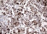 Ki67 Antibody in Immunohistochemistry (Paraffin) (IHC (P))