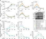Ku70/Ku80 Antibody in Western Blot (WB)