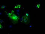 L1CAM Antibody in Immunocytochemistry (ICC/IF)