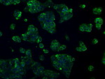 L1CAM Antibody in Immunocytochemistry (ICC/IF)