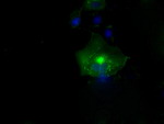 L1CAM Antibody in Immunocytochemistry (ICC/IF)