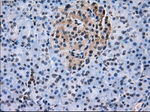 L1CAM Antibody in Immunohistochemistry (Paraffin) (IHC (P))