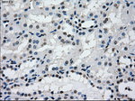 L1CAM Antibody in Immunohistochemistry (Paraffin) (IHC (P))