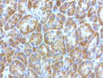 L1CAM Antibody in Immunohistochemistry (Paraffin) (IHC (P))