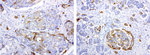 L1CAM Antibody in Immunohistochemistry (Paraffin) (IHC (P))