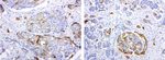 L1CAM Antibody in Immunohistochemistry (Paraffin) (IHC (P))