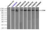 L1CAM Antibody in Immunoprecipitation (IP)