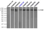 L1CAM Antibody in Immunoprecipitation (IP)