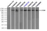 L1CAM Antibody in Immunoprecipitation (IP)