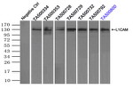 L1CAM Antibody in Immunoprecipitation (IP)