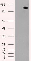 L1CAM Antibody in Western Blot (WB)