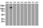 L1CAM Antibody in Western Blot (WB)