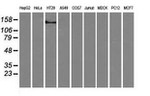 L1CAM Antibody in Western Blot (WB)