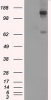 L1CAM Antibody in Western Blot (WB)