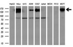 L1CAM Antibody in Western Blot (WB)