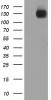 L1CAM Antibody in Western Blot (WB)