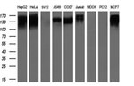 L1CAM Antibody in Western Blot (WB)