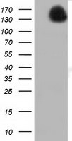L1CAM Antibody in Western Blot (WB)
