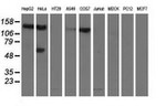 L1CAM Antibody in Western Blot (WB)