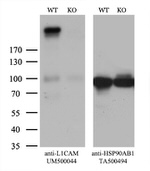 L1CAM Antibody in Western Blot (WB)
