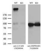 L1CAM Antibody in Western Blot (WB)