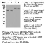CD223 (LAG-3) Antibody in Western Blot (WB)