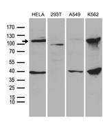 L3MBTL3 Antibody in Western Blot (WB)