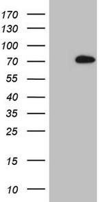 LAG3 Antibody in Western Blot (WB)
