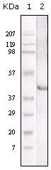 LIPA Antibody in Western Blot (WB)