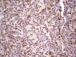 LAMA4 Antibody in Immunohistochemistry (Paraffin) (IHC (P))