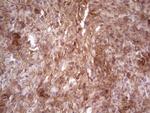 LAMA4 Antibody in Immunohistochemistry (Paraffin) (IHC (P))