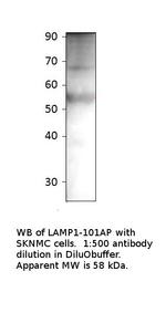 LAMP1 Polyclonal Antibody