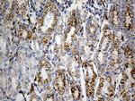 LAMP1 Antibody in Immunohistochemistry (Paraffin) (IHC (P))