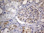 LAMP1 Antibody in Immunohistochemistry (Paraffin) (IHC (P))
