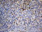 LAMP1 Antibody in Immunohistochemistry (Paraffin) (IHC (P))