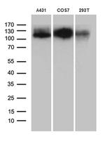 LAMP1 Antibody in Western Blot (WB)