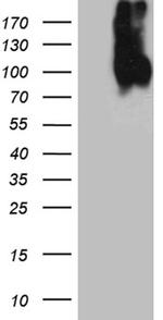 LAMP1 Antibody in Western Blot (WB)