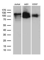 LAMP1 Antibody in Western Blot (WB)